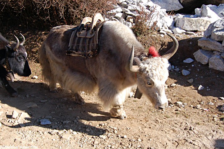 Yaks